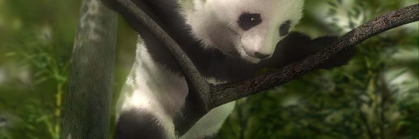 Drzewo, Panda, Miś