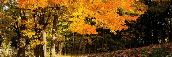 Drzewa, Jesień, Liście, Park