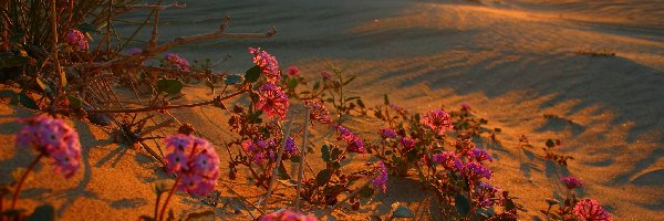 Kwiaty, Zachód Słońca, Pustynia