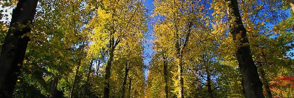 Droga, Jesień, Drzewa, Park