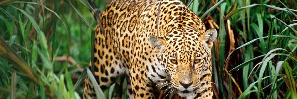 Jaguar