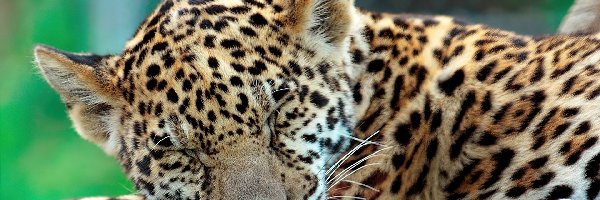 Jaguar, Mały