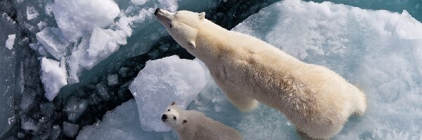 Lód, Niedźwiedzie