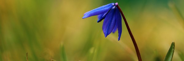 Niebieski, Wiosna, Kwiat, Cebulica Syberyjska