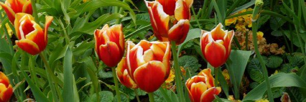 Listki, Tulipany
