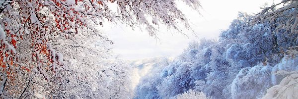 Zima, Las, Śnieg, Domek, Drzewa