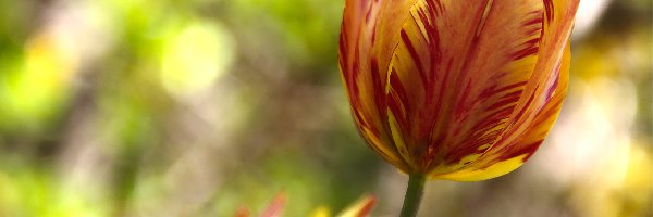 Tulipan, Czerwony, Żółto