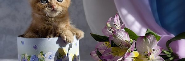 Kwiatki, Kot