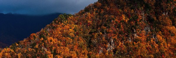 Kolorowe, Jesień, Drzewa, Góra