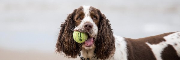 Piłka, Piłeczka, Cocer Spaniel