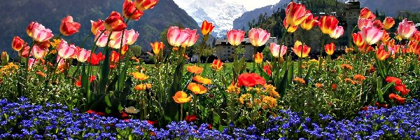 Kwiaty, Stokrotki, Tulipany, Góry