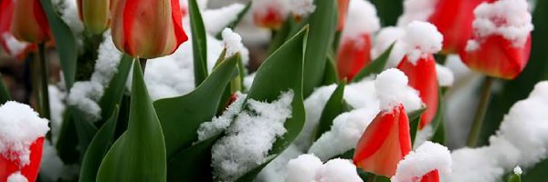 Tulipany, Śniegiem, Pokryte, Czerwone