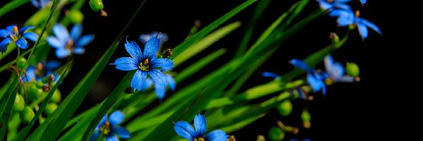 Kwiaty, Niebieskie, Drobne