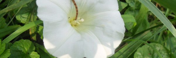 Kwiat, Wilec, Liście, Biały