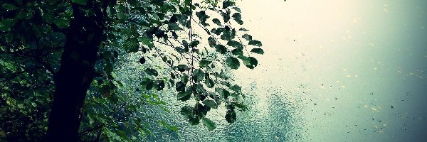 Deszcz, Liściaste, Drzewo