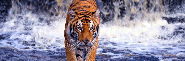 Wodospad, Woda, Tygrys