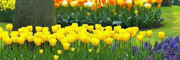 Kwiaty, Lisse, Wiosna, Rozmycie, Keukenhof, Park