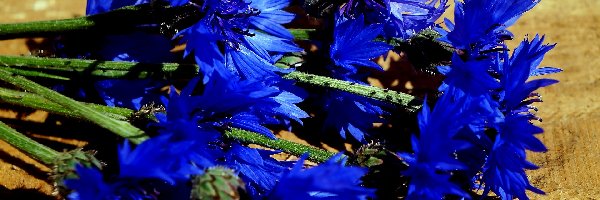 Kwiaty, Chabry, Niebieskie, Bukiet