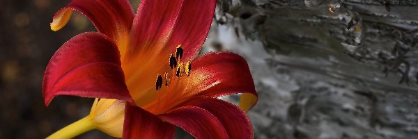 Liliowiec, Czerwony, Kwiat