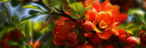 Pigwa, Kwiaty, Czerwone, Fractalius, Krzew