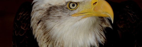 Bielik amerykański, Ptak