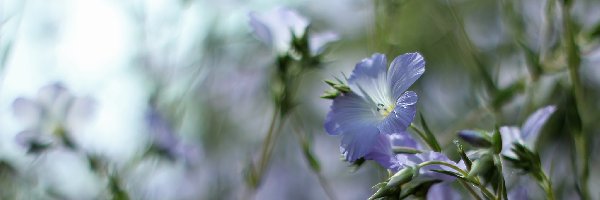 Kwiaty, Niebieskie, Len Włochaty