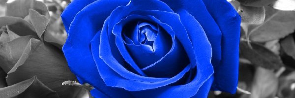 Róża
, Niebieska