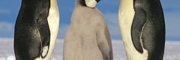 pisklę, Pingwiny