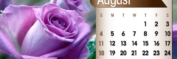 Róża, 2013r, Sierpień, Kalendarz