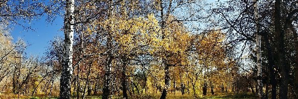 Las, Przyroda, Drzewa, Jesień