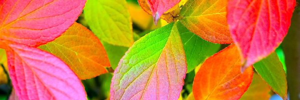 Jesieni, Liscie, Kolorowe