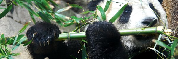 Bambus, Jedząca, Panda