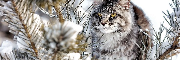Kot, Zima, norweski leśny, Gałęzie, Śnieg