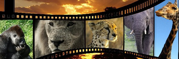 Zachód Słońca, Jaguar, Słoń, Lew, Małpa, Taśma Filmowa, Żyrafa