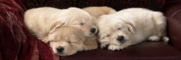 Psy, Golden retrievery, Szczeniaki, Śpiące