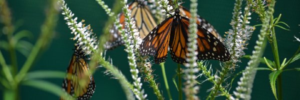 Trawa, Monarcha, Motyl