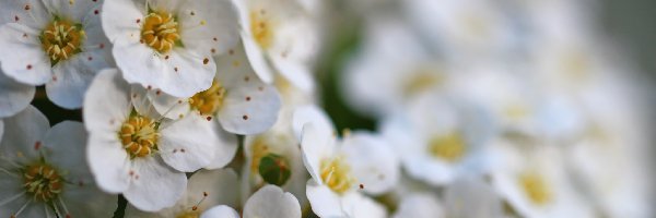 Krzew, Kwiaty, Białe, Tawuła Van Houetta
