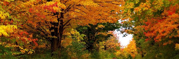 Liście, Kolorowe, Drzewa, Jesień, Las, Droga