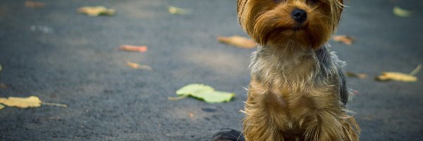Yorkshire Terrier, Liście, Ulica, Szczeniaczek