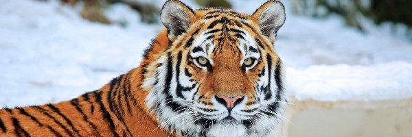 Zoo, Kot, Zwierze, Zima, Dziki, Tygrys