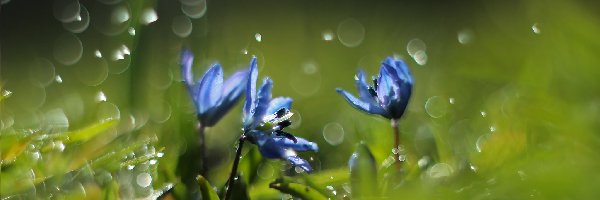 Niebieskie , Krople, Kwiaty, Cebulica Syberyjska