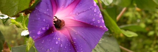 Powój, Wody, Krople, Fioletowy