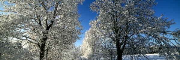 Droga, Drzewa, Ośnieżone, Zima