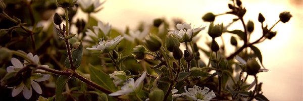 Białe, Pąki, Kwiatki, Zachód Słońca, Makro