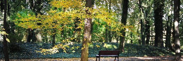 Ławka, Park, Jesienny