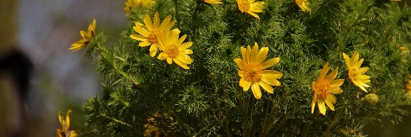 Miłek wiosenny, Kwiaty, Żółte