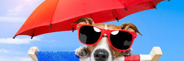 Leżak, Wakacje Jack russell terrier, Okulary, Parasol