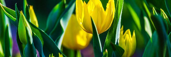 Tulipany, Liście, Pąki, Żółte