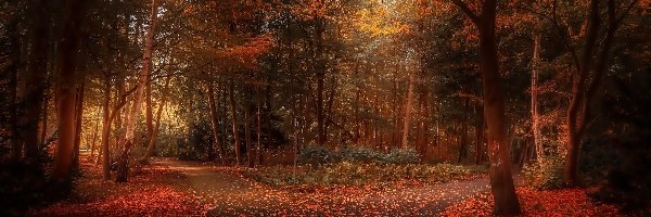 Park, Drzewa, Alejki, Jesień, Liście