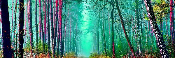Kolorowa, Las, Jesień, Ścieżka, Drzewa